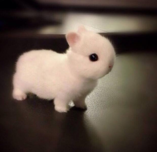 Tiny bunny системные требования