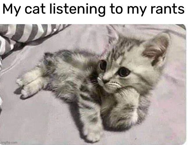 always good to have some kind of outlet | My cat listening to my rants | image tagged in funny,cat,meme,rants | made w/ Imgflip meme maker