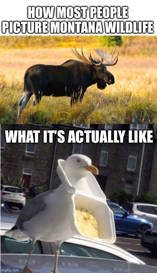 unmet expectations for real | HOW MOST PEOPLE PICTURE MONTANA WILDLIFE; WHAT IT’S ACTUALLY LIKE | image tagged in funny,meme,montana,wildlife,moose,seagull | made w/ Imgflip meme maker