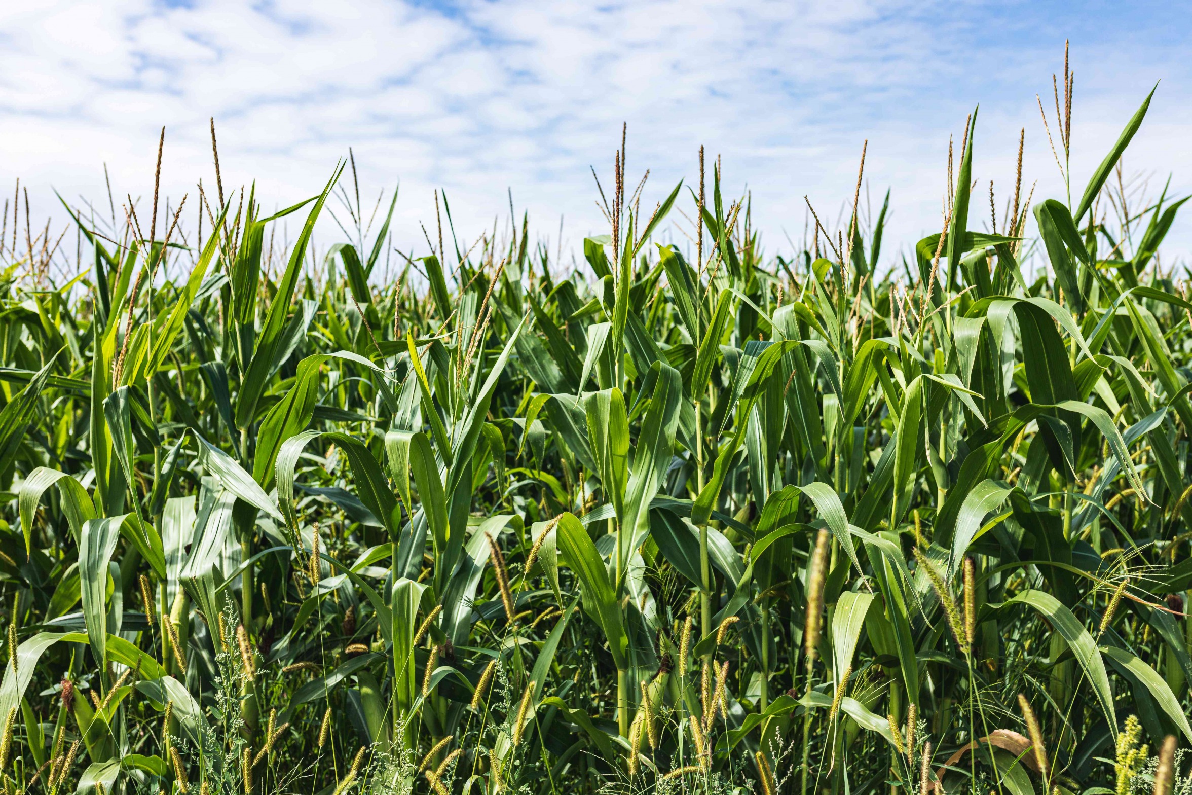 cornfield Blank Meme Template