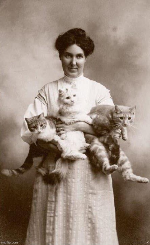 Crazy cat lady | image tagged in crazy cat lady | made w/ Imgflip meme maker