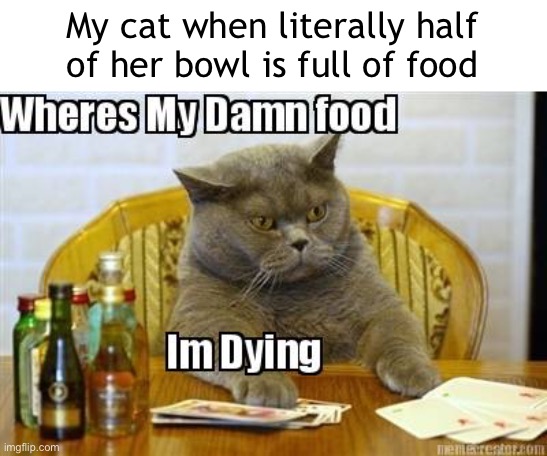 My cat when literally half of her bowl is full of food | image tagged in food | made w/ Imgflip meme maker
