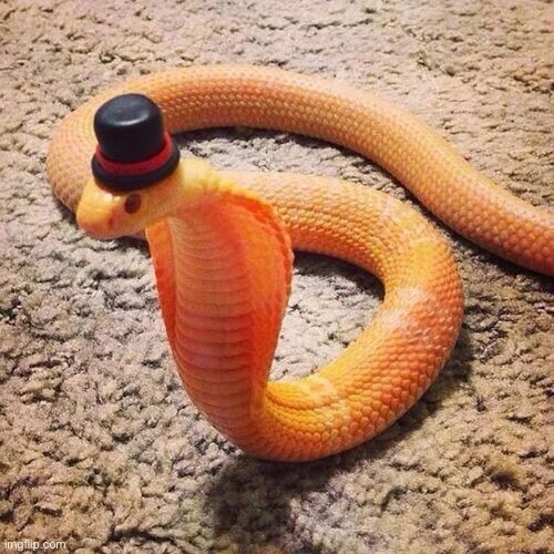 dapper snek | image tagged in dapper snek | made w/ Imgflip meme maker