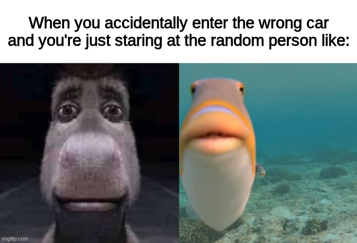 aaawkkkward.... | When you accidentally enter the wrong car and you're just staring at the random person like: | image tagged in donkey staring | made w/ Imgflip meme maker