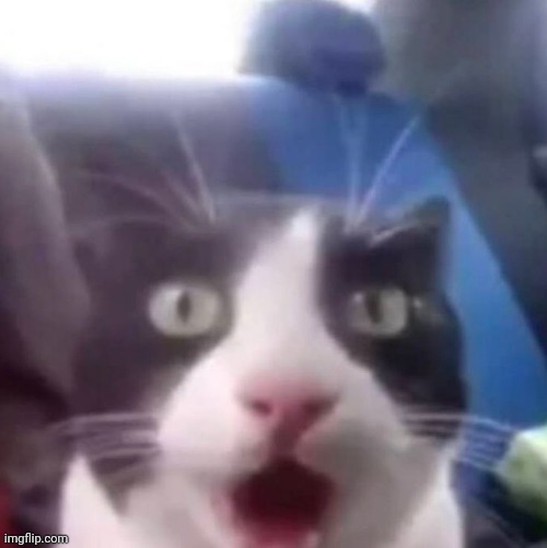 cat shocked Blank Meme Template