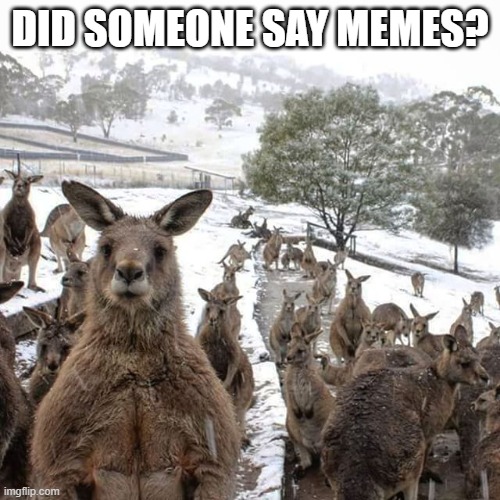 Cold Kangaroo | DID SOMEONE SAY MEMES? | image tagged in cold kangaroo | made w/ Imgflip meme maker