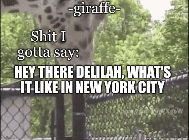 -giraffe- | HEY THERE DELILAH, WHAT'S IT LIKE IN NEW YORK CITY | image tagged in -giraffe- | made w/ Imgflip meme maker