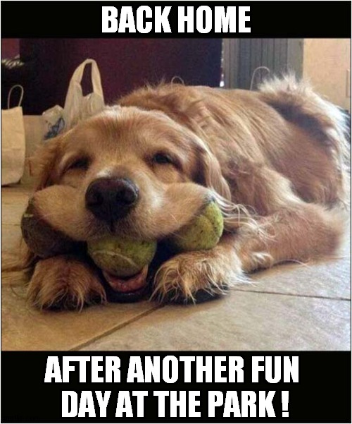 Tired Out ! | BACK HOME; AFTER ANOTHER FUN
 DAY AT THE PARK ! | image tagged in dogs,park,tennis balls | made w/ Imgflip meme maker