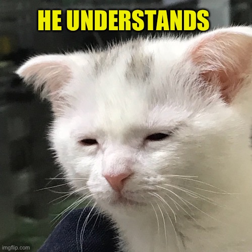 HE UNDERSTANDS | image tagged in i'm awake but at what cost | made w/ Imgflip meme maker