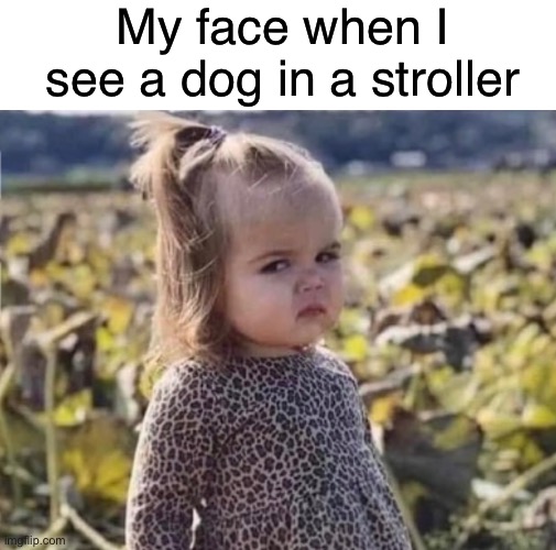 literal pet peeve of mine | My face when I see a dog in a stroller | image tagged in funny,meme,pet peeve,dog stroller | made w/ Imgflip meme maker