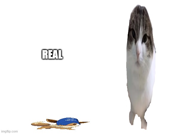 REAL | made w/ Imgflip meme maker