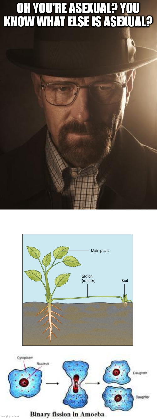Walter White | OH YOU'RE ASEXUAL? YOU KNOW WHAT ELSE IS ASEXUAL? | image tagged in walter white | made w/ Imgflip meme maker