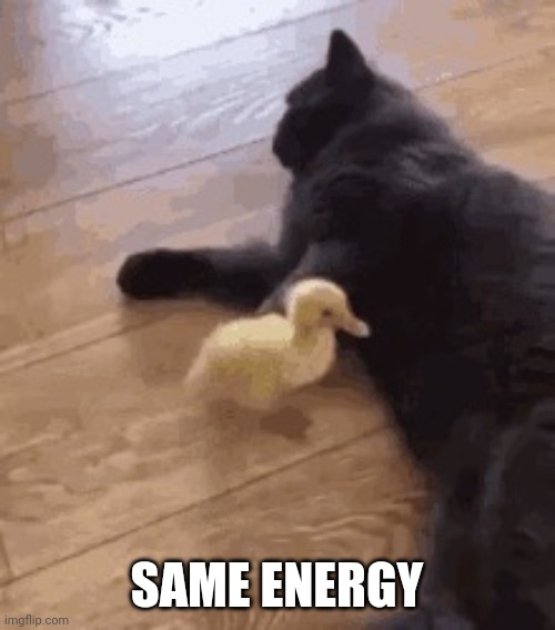Cat and duckling | SAME ENERGY | image tagged in 1 | made w/ Imgflip meme maker