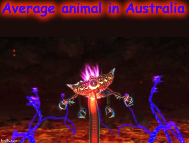 Average animal in Australia | image tagged in australia | made w/ Imgflip meme maker