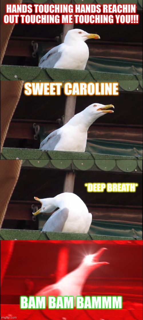 Inhaling Seagull Meme | HANDS TOUCHING HANDS REACHIN OUT TOUCHING ME TOUCHING YOU!!! SWEET CAROLINE; *DEEP BREATH*; BAM BAM BAMMM | image tagged in memes,inhaling seagull | made w/ Imgflip meme maker