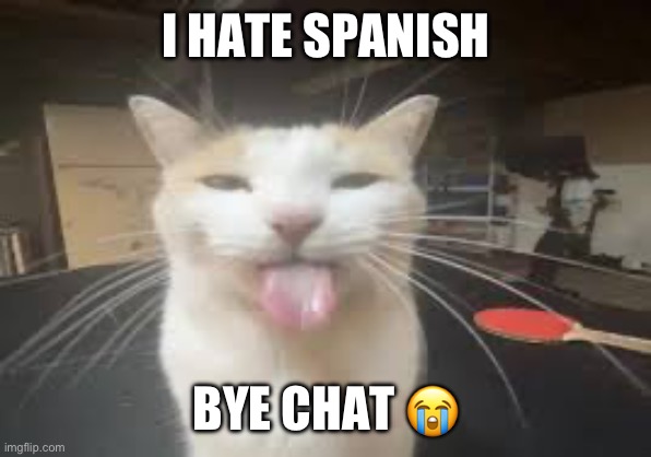 Cat | I HATE SPANISH; BYE CHAT 😭 | image tagged in cat | made w/ Imgflip meme maker