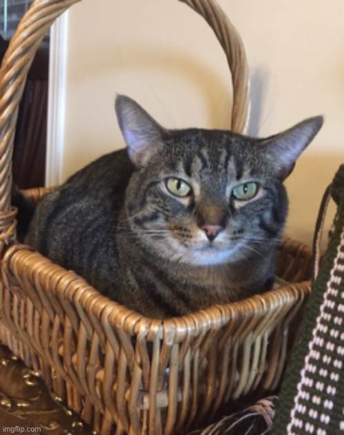 bread basket | image tagged in cats,cute,dive | made w/ Imgflip meme maker