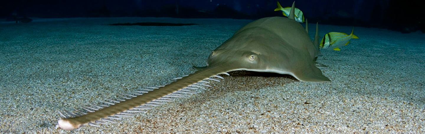 sawfish | made w/ Imgflip meme maker