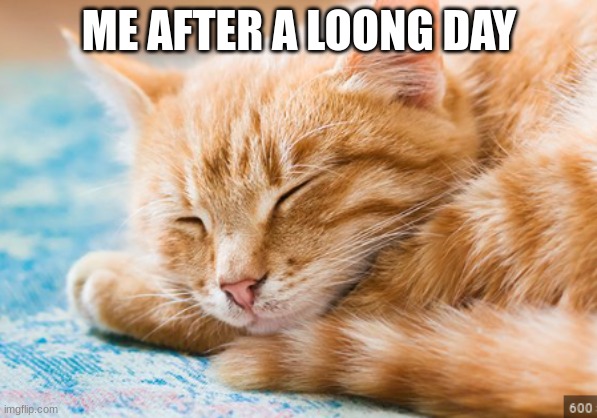 Me after a LOOONG day | ME AFTER A LOONG DAY | image tagged in cat,sleeping | made w/ Imgflip meme maker