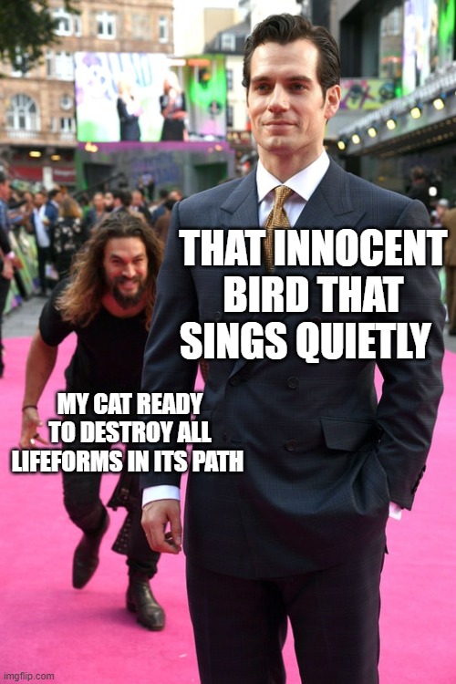 Murderer ! | THAT INNOCENT BIRD THAT SINGS QUIETLY; MY CAT READY TO DESTROY ALL LIFEFORMS IN ITS PATH | image tagged in jason momoa henry cavill meme | made w/ Imgflip meme maker