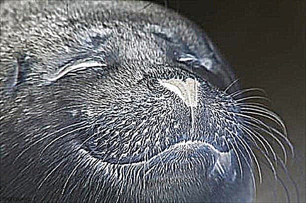 Satisfied Seal Meme | image tagged in memes,satisfied seal | made w/ Imgflip meme maker