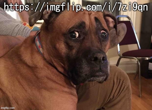 18- | https://imgflip.com/i/7zi9qn | image tagged in constantly concerned canine | made w/ Imgflip meme maker