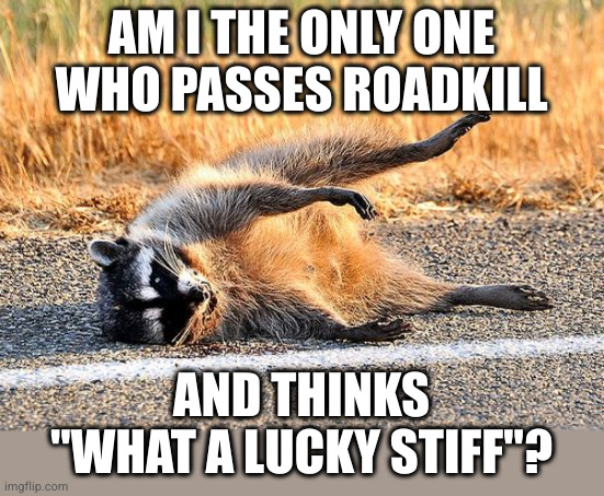 Pretty sure animals lying dead on the side of the road aren't supposed to inspire jealousy | AM I THE ONLY ONE
WHO PASSES ROADKILL; AND THINKS "WHAT A LUCKY STIFF"? | image tagged in roadkill | made w/ Imgflip meme maker