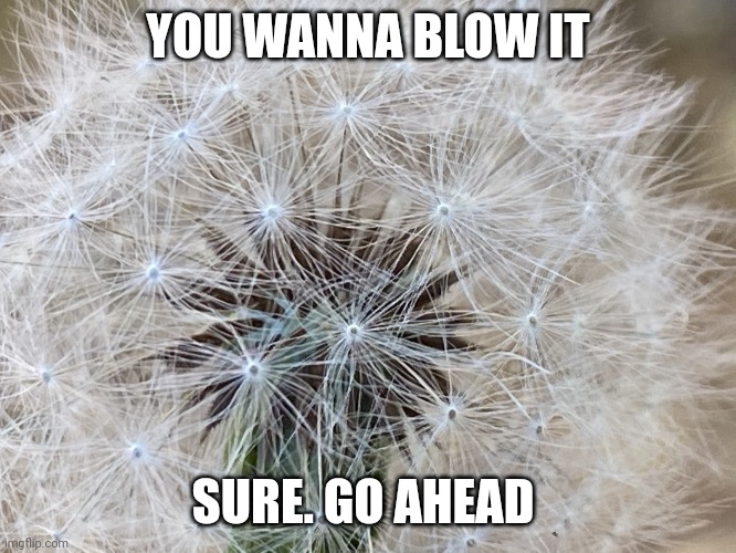 Ho ahead | YOU WANNA BLOW IT; SURE. GO AHEAD | image tagged in dandy lion,random | made w/ Imgflip meme maker