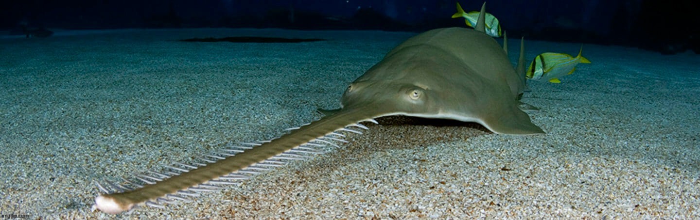 Cool sawfish | image tagged in cool sawfish | made w/ Imgflip meme maker