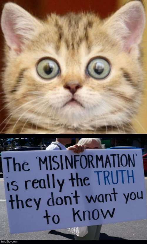 The Cat's Out of the Bag... | image tagged in politics,misinformation,truth,censorship,surprised cat,political humor | made w/ Imgflip meme maker
