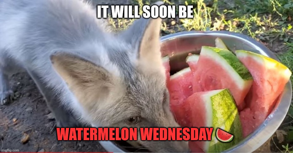 Important Wednesday facts | IT WILL SOON BE; WATERMELON WEDNESDAY 🍉 | image tagged in wednesday,watermelon | made w/ Imgflip meme maker