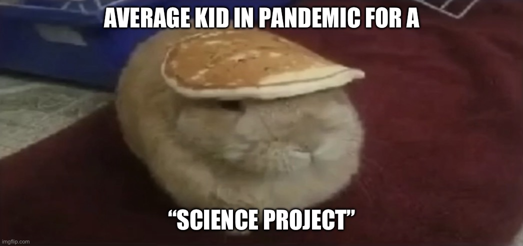 IQ be like | AVERAGE KID IN PANDEMIC FOR A; “SCIENCE PROJECT” | image tagged in iq be like | made w/ Imgflip meme maker
