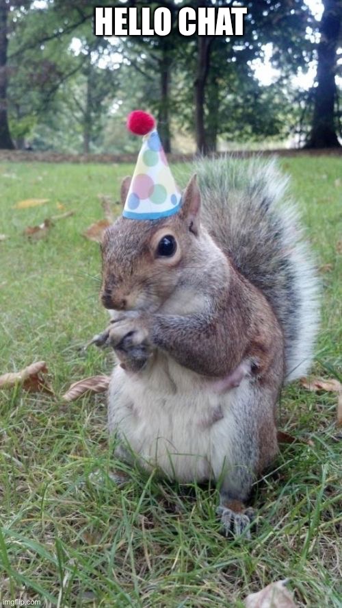 Super Birthday Squirrel | HELLO CHAT | image tagged in memes,super birthday squirrel | made w/ Imgflip meme maker