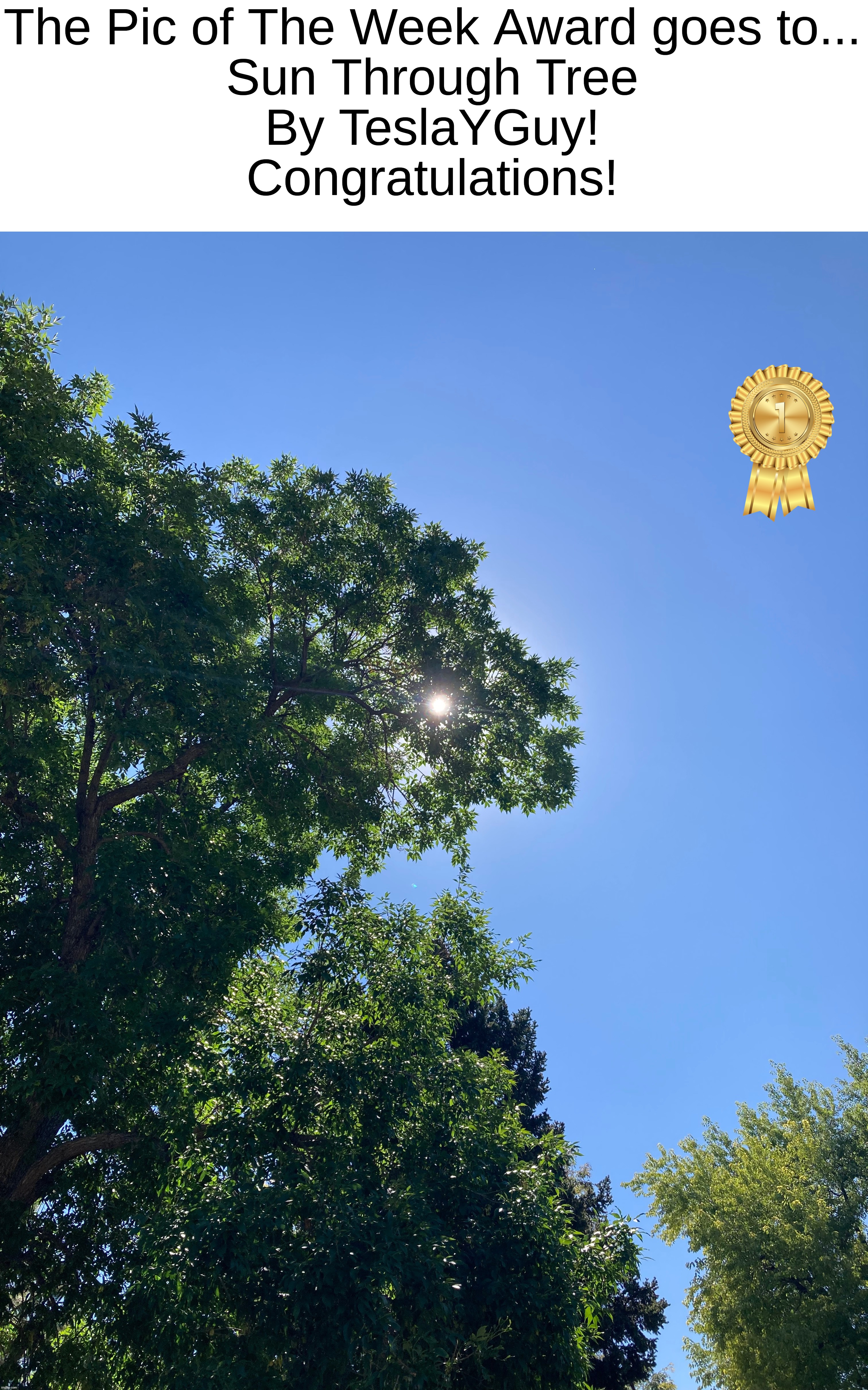 Sun Through Tree by @TeslaYGuy https://imgflip.com/i/7z4axt | The Pic of The Week Award goes to...
Sun Through Tree
By TeslaYGuy!
Congratulations! | image tagged in share your own photos | made w/ Imgflip meme maker