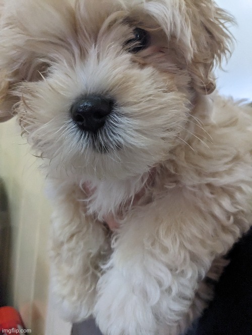 My friends new dog | made w/ Imgflip meme maker