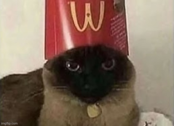 McCats | image tagged in yes | made w/ Imgflip meme maker