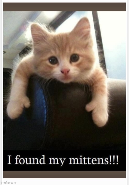 image tagged in cute kittens,mittens | made w/ Imgflip meme maker