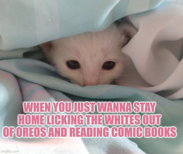 I'd rather stay home | WHEN YOU JUST WANNA STAY HOME LICKING THE WHITES OUT OF OREOS AND READING COMIC BOOKS | image tagged in cute cat,cute,funny | made w/ Imgflip meme maker