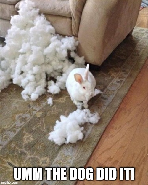 Couch Chew | UMM THE DOG DID IT! | image tagged in funny bunny | made w/ Imgflip meme maker