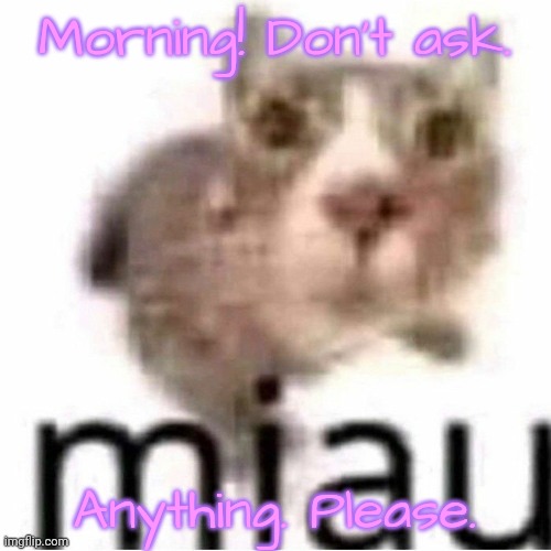 miau | Morning! Don't ask. Anything. Please. | image tagged in miau | made w/ Imgflip meme maker