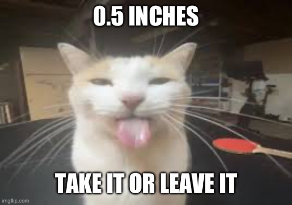 Cat | 0.5 INCHES; TAKE IT OR LEAVE IT | image tagged in cat | made w/ Imgflip meme maker