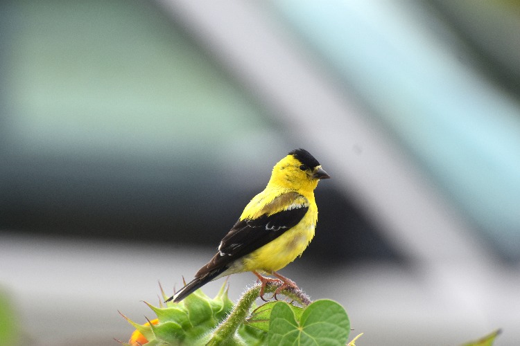 A goldfinch | image tagged in goldfinch,finch,kewlew | made w/ Imgflip meme maker