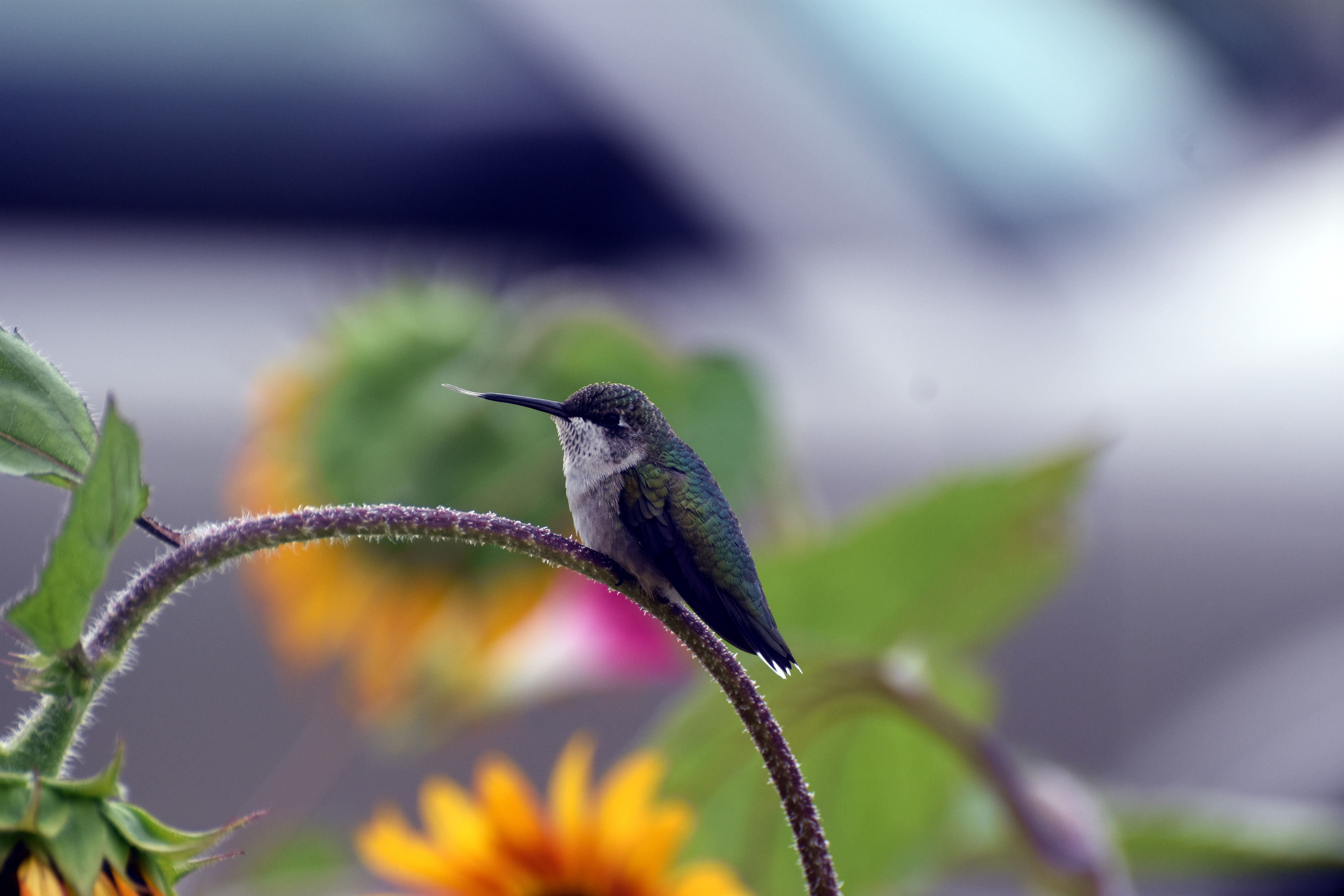 hummingbird | image tagged in hummingbird tongue,hummingbird,kewlew | made w/ Imgflip meme maker