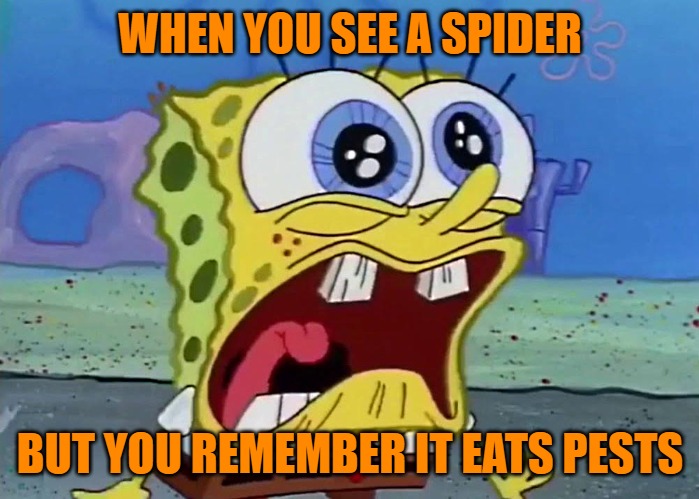 WHEN YOU SEE A SPIDER; BUT YOU REMEMBER IT EATS PESTS | image tagged in spongebob | made w/ Imgflip meme maker