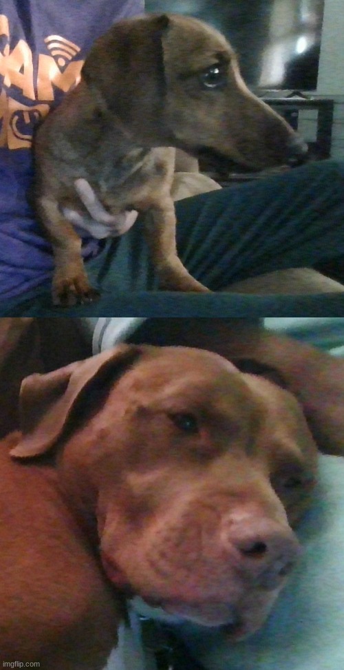 my dogs: Vienna the Dachshund (top image) and Molly the Pitbull (no she does not eat toddlers) (bottom image) | image tagged in dogs | made w/ Imgflip meme maker