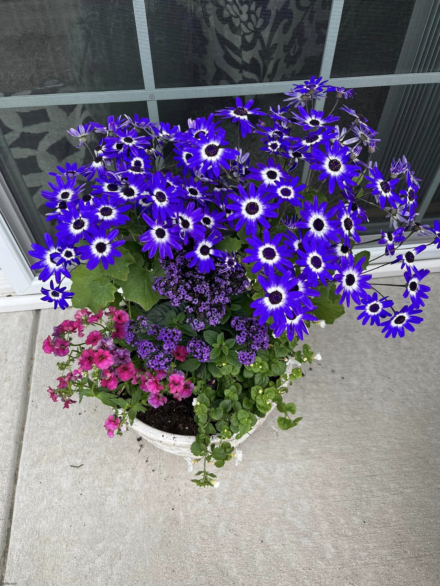 Flowers from this summer | image tagged in photography | made w/ Imgflip meme maker