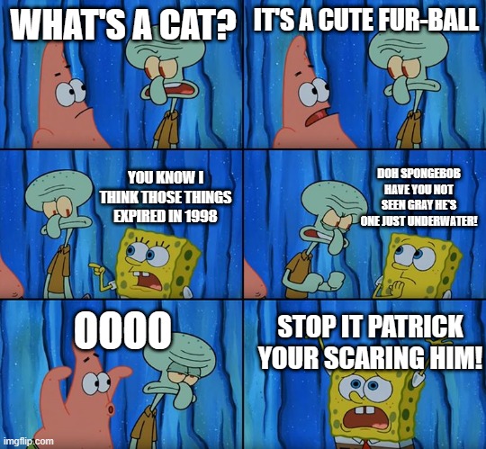 STOP! | WHAT'S A CAT? IT'S A CUTE FUR-BALL; DOH SPONGEBOB HAVE YOU NOT SEEN GRAY HE'S ONE JUST UNDERWATER! YOU KNOW I THINK THOSE THINGS EXPIRED IN 1998; OOOO; STOP IT PATRICK YOUR SCARING HIM! | image tagged in stop it patrick you're scaring him,patrick star | made w/ Imgflip meme maker