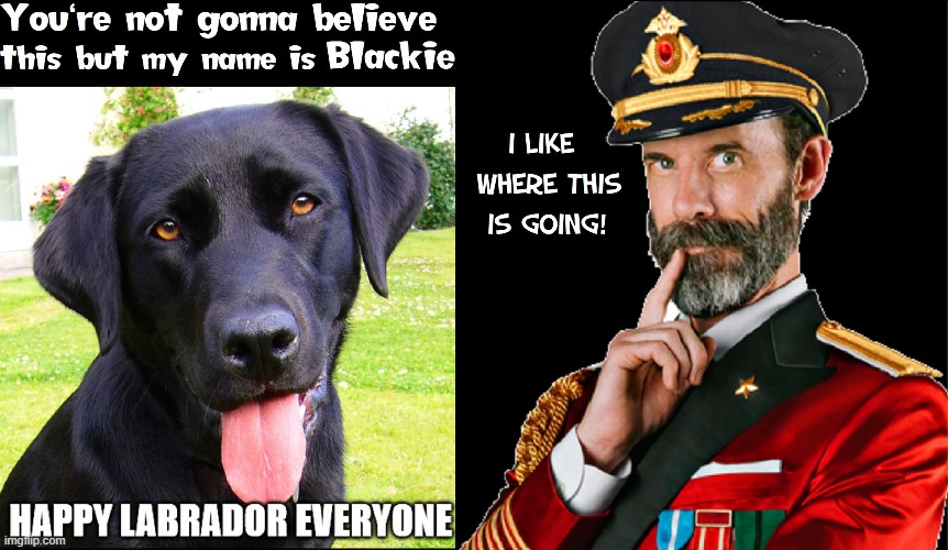 I live where crappy memes go to die | image tagged in vince vance,black,labrador,captain obvious,dogs,memes | made w/ Imgflip meme maker