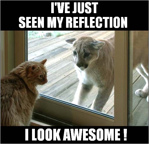Cat And Cougar ! | I'VE JUST SEEN MY REFLECTION; I LOOK AWESOME ! | image tagged in cats,cougar,refection,awesome | made w/ Imgflip meme maker