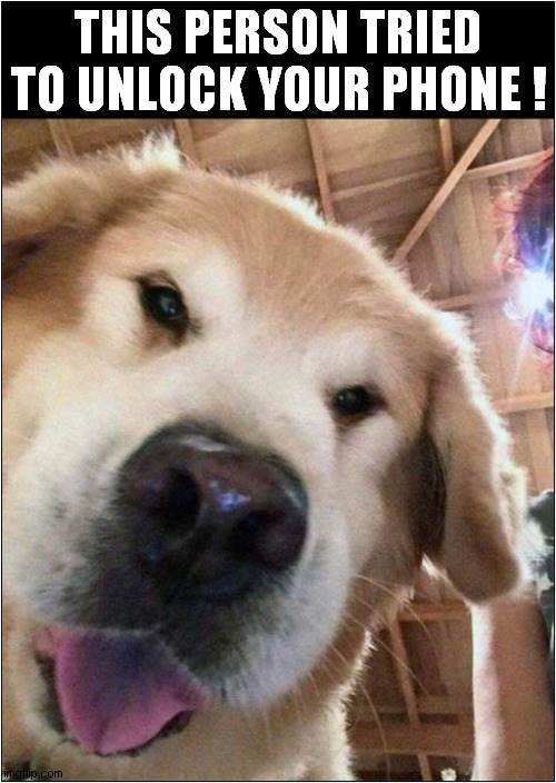 Caught On Camera ! | THIS PERSON TRIED TO UNLOCK YOUR PHONE ! | image tagged in dogs,phone,caught in the act | made w/ Imgflip meme maker
